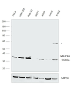 NDUFA9 Antibody in Western Blot (WB)