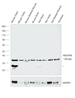 NDUFA9 Antibody in Western Blot (WB)