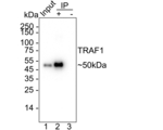 TRAF1 Antibody in Immunoprecipitation (IP)