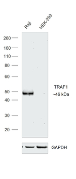 TRAF1 Antibody in Western Blot (WB)