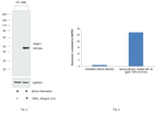 TRAF1 Antibody in Western Blot (WB)