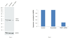 TRAF1 Antibody in Western Blot (WB)