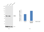 TGFBR1 Antibody