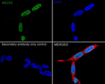 MECP2 Antibody in Immunocytochemistry (ICC/IF)