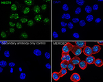 MECP2 Antibody in Immunocytochemistry (ICC/IF)