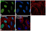 MECP2 Recombinant Rabbit Monoclonal Antibody (PSH14-12)
