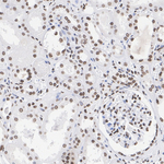 MECP2 Antibody in Immunohistochemistry (Paraffin) (IHC (P))