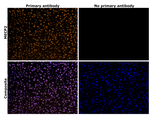 MECP2 Antibody in Immunohistochemistry (Paraffin) (IHC (P))