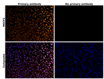 MECP2 Antibody in Immunohistochemistry (Paraffin) (IHC (P))