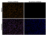 MECP2 Antibody in Immunohistochemistry (Paraffin) (IHC (P))