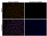 MECP2 Antibody in Immunohistochemistry (Paraffin) (IHC (P))