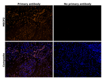 MECP2 Antibody in Immunohistochemistry (Paraffin) (IHC (P))