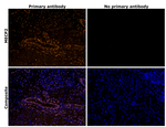 MECP2 Antibody in Immunohistochemistry (Paraffin) (IHC (P))