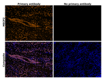 MECP2 Antibody in Immunohistochemistry (Paraffin) (IHC (P))
