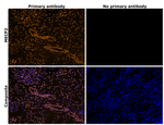MECP2 Antibody in Immunohistochemistry (Paraffin) (IHC (P))