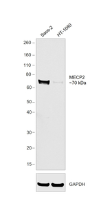MECP2 Antibody