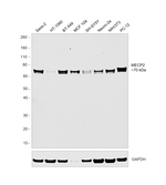 MECP2 Antibody in Western Blot (WB)