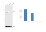 MECP2 Antibody in Western Blot (WB)