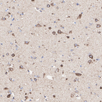 COX5A Antibody in Immunohistochemistry (Paraffin) (IHC (P))