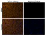 COX5A Recombinant Rabbit Monoclonal Antibody (PSH13-57)