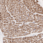 COX5A Antibody in Immunohistochemistry (Paraffin) (IHC (P))