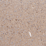 COX5A Antibody in Immunohistochemistry (Paraffin) (IHC (P))