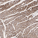 COX5A Antibody in Immunohistochemistry (Paraffin) (IHC (P))