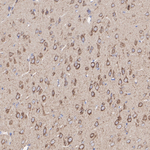 COX5A Antibody in Immunohistochemistry (Paraffin) (IHC (P))