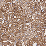 COX5A Antibody in Immunohistochemistry (Paraffin) (IHC (P))