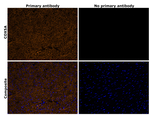 COX5A Antibody in Immunohistochemistry (Paraffin) (IHC (P))