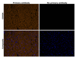 COX5A Antibody in Immunohistochemistry (Paraffin) (IHC (P))