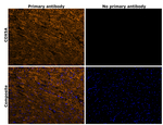 COX5A Antibody in Immunohistochemistry (Paraffin) (IHC (P))