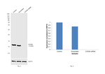 COX5A Antibody