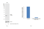 COX5A Antibody