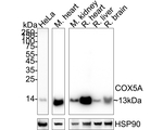 COX5A Antibody in Western Blot (WB)