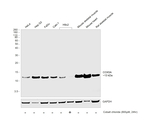 COX5A Antibody in Western Blot (WB)