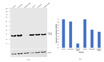 RAB27B Antibody