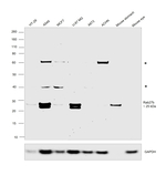 RAB27B Antibody