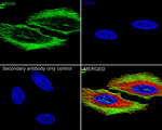 MYH9 Antibody in Immunocytochemistry (ICC/IF)
