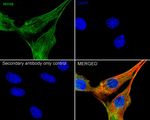 MYH9 Antibody in Immunocytochemistry (ICC/IF)
