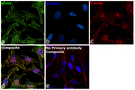 MYH9 Recombinant Rabbit Monoclonal Antibody (PSH14-10)