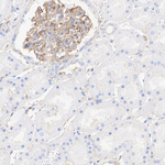 MYH9 Antibody in Immunohistochemistry (Paraffin) (IHC (P))