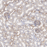 MYH9 Antibody in Immunohistochemistry (Paraffin) (IHC (P))