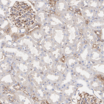 MYH9 Antibody in Immunohistochemistry (Paraffin) (IHC (P))