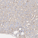 MYH9 Antibody in Immunohistochemistry (Paraffin) (IHC (P))