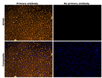 MYH9 Antibody in Immunohistochemistry (Paraffin) (IHC (P))