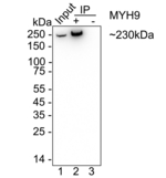 MYH9 Antibody in Immunoprecipitation (IP)
