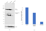 MYH9 Antibody