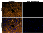 MYH9 Antibody