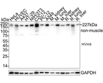 MYH9 Antibody in Western Blot (WB)